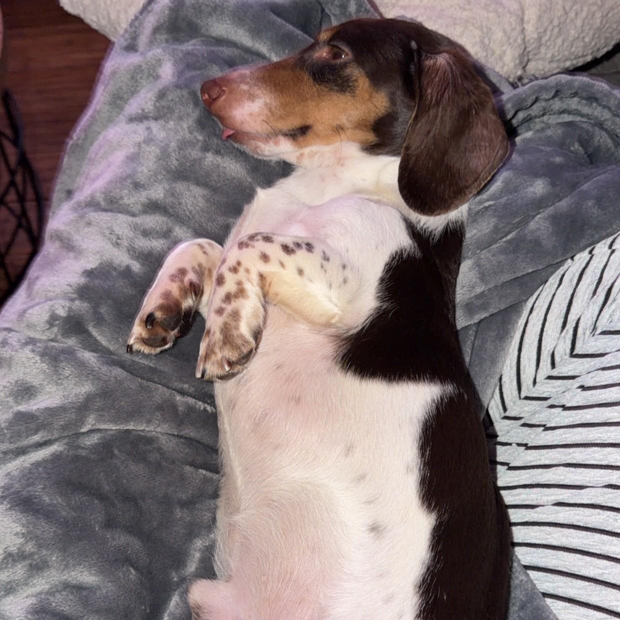 Nathan, an adopted Dachshund in Normal, IL image 4/5