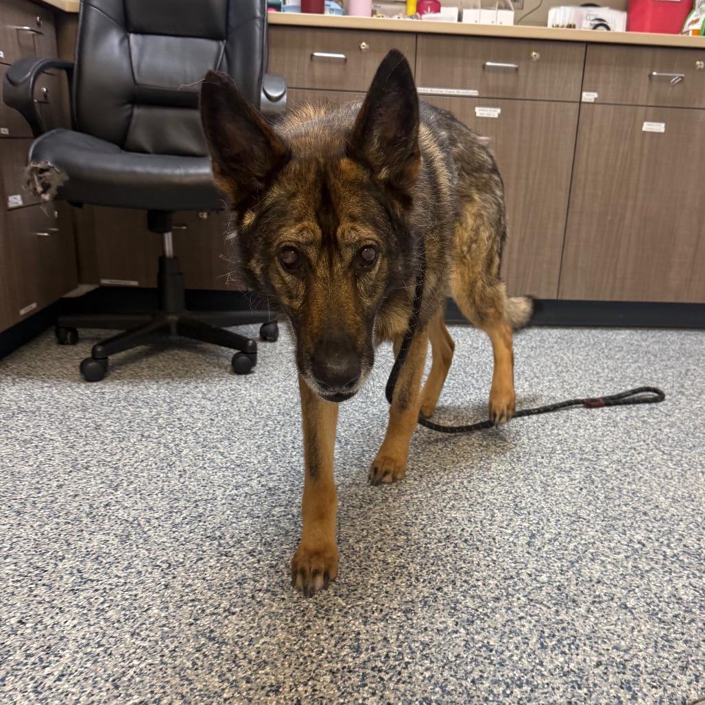 Willow, a Adoptable German Shepherd Dog in Great Falls, MT image 2/3