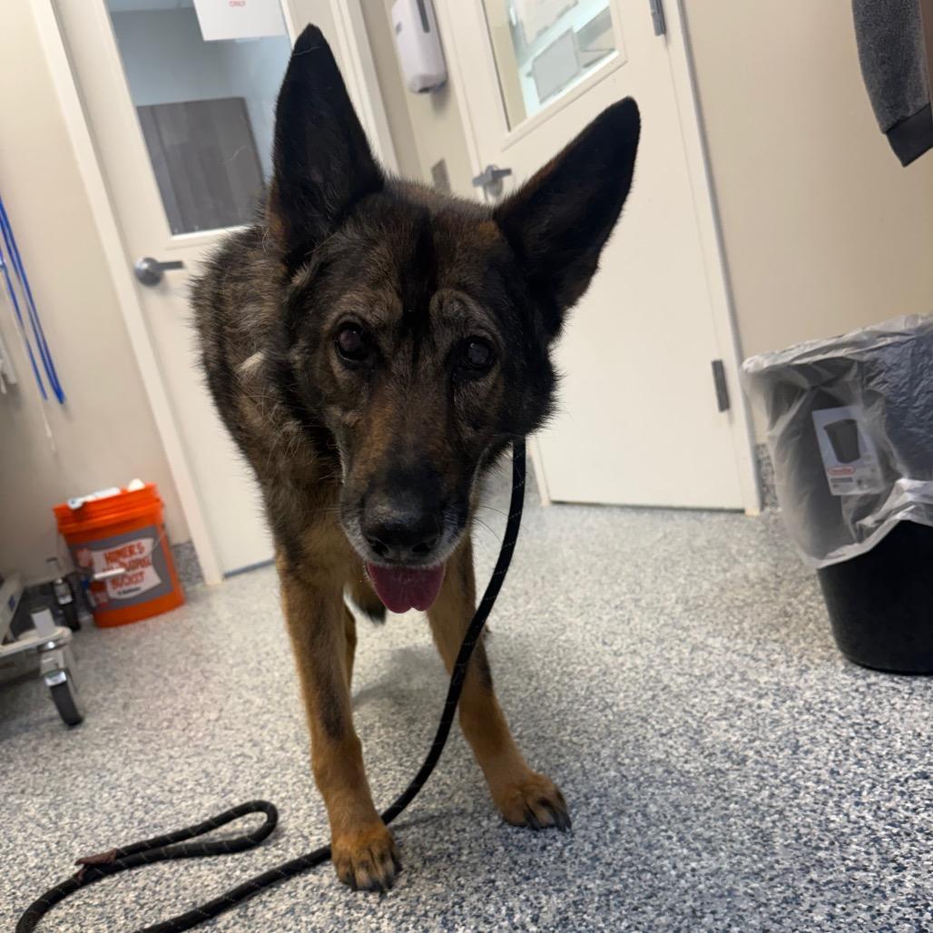 Willow, a Adoptable German Shepherd Dog in Great Falls, MT image 3/3