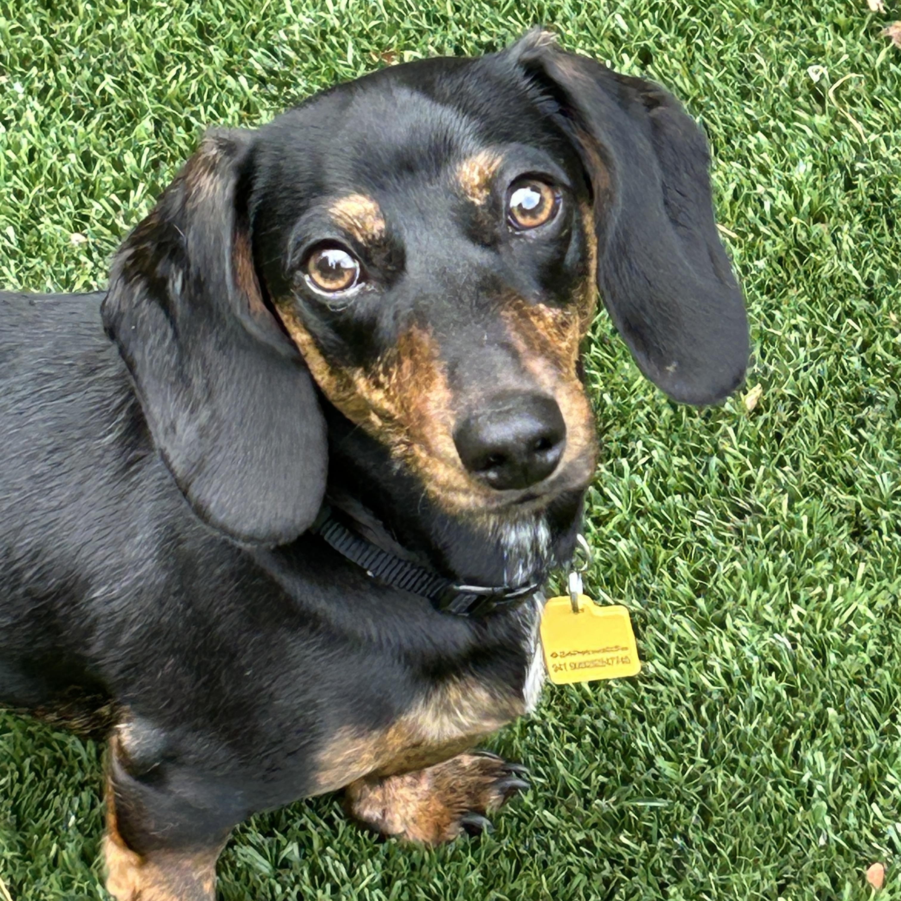 Lincoln, an adoptable Dachshund in Sarasota, FL image 4/5
