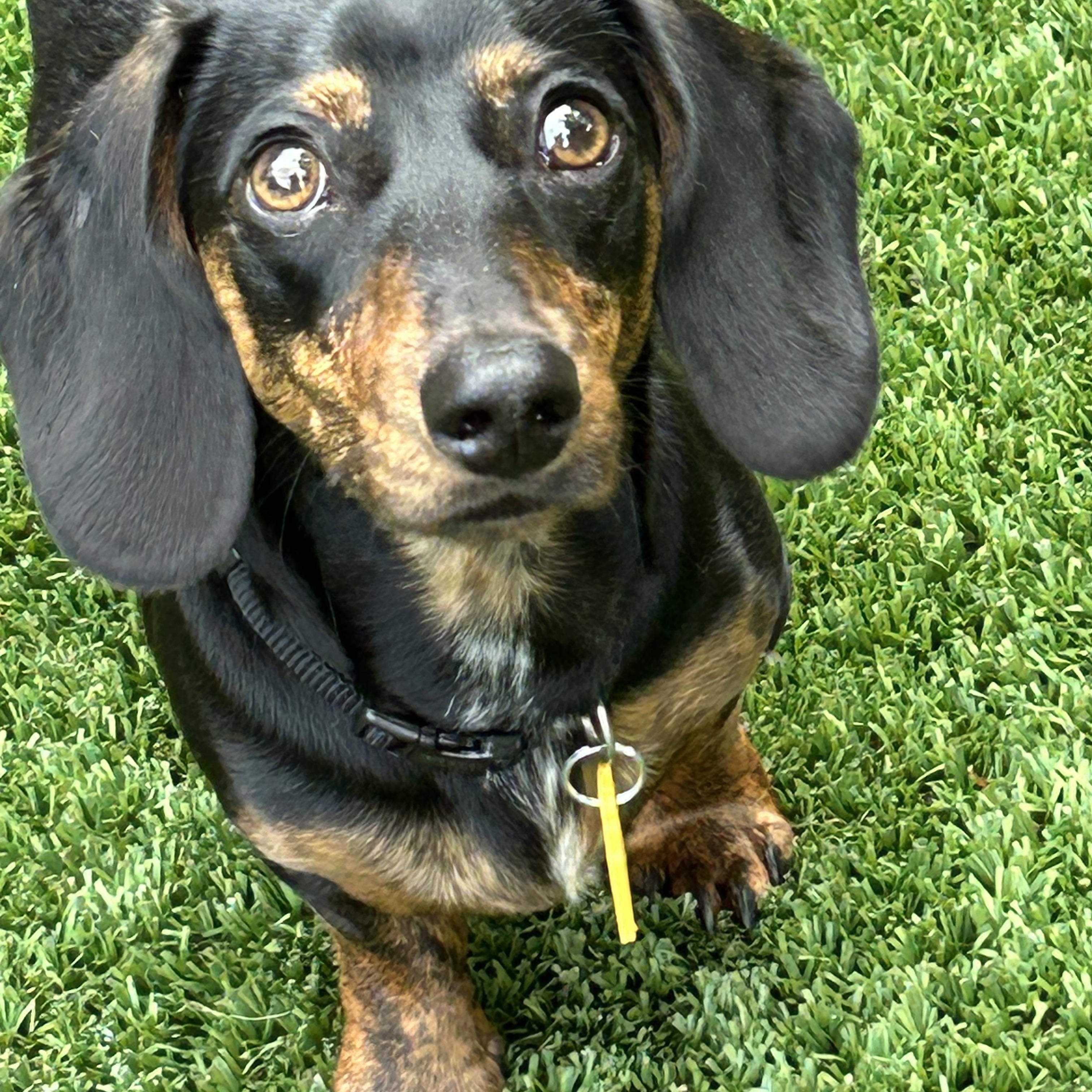 Lincoln, an adoptable Dachshund in Sarasota, FL image 5/5