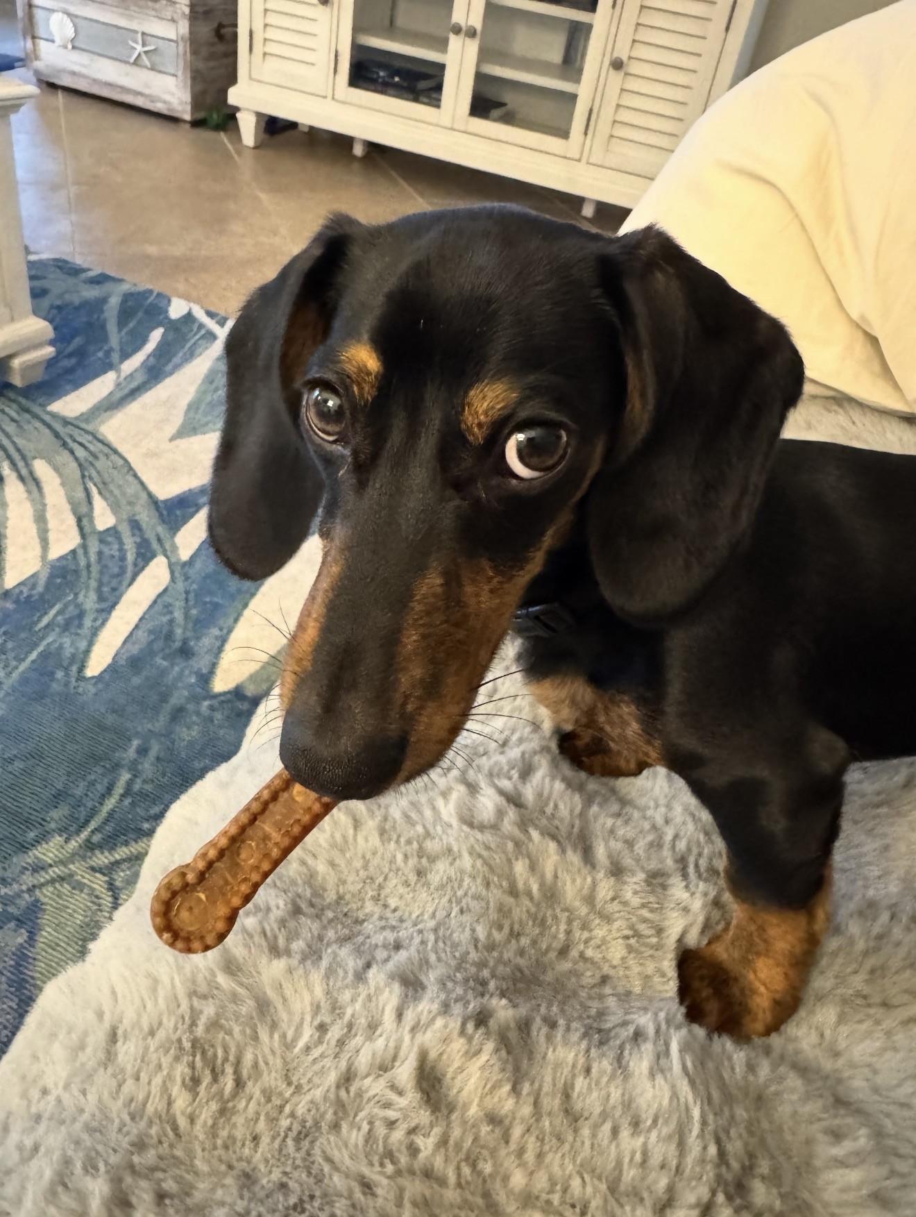 Lincoln, an adoptable Dachshund in Sarasota, FL image 2/5