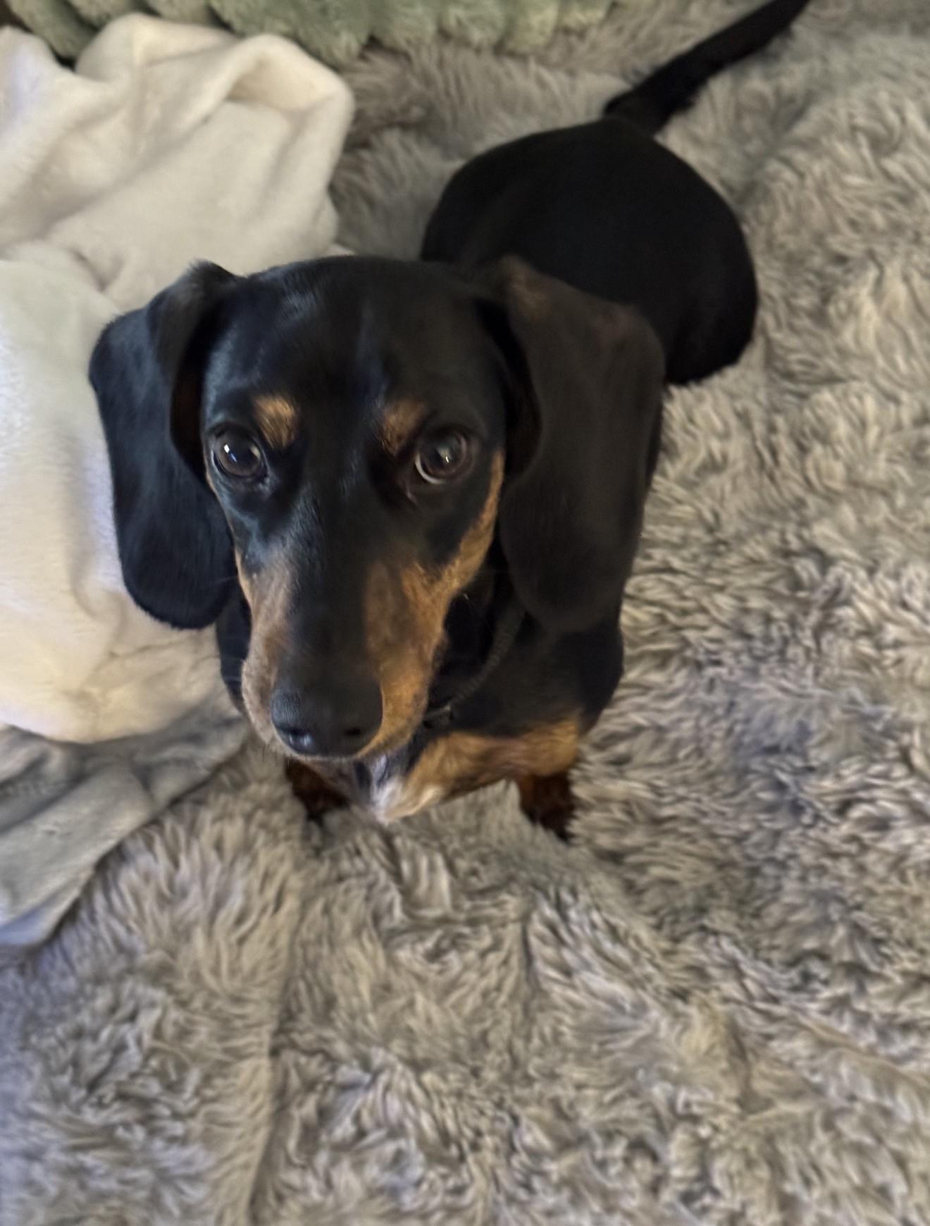 Lincoln, adoptable, Young Male Dachshund.
