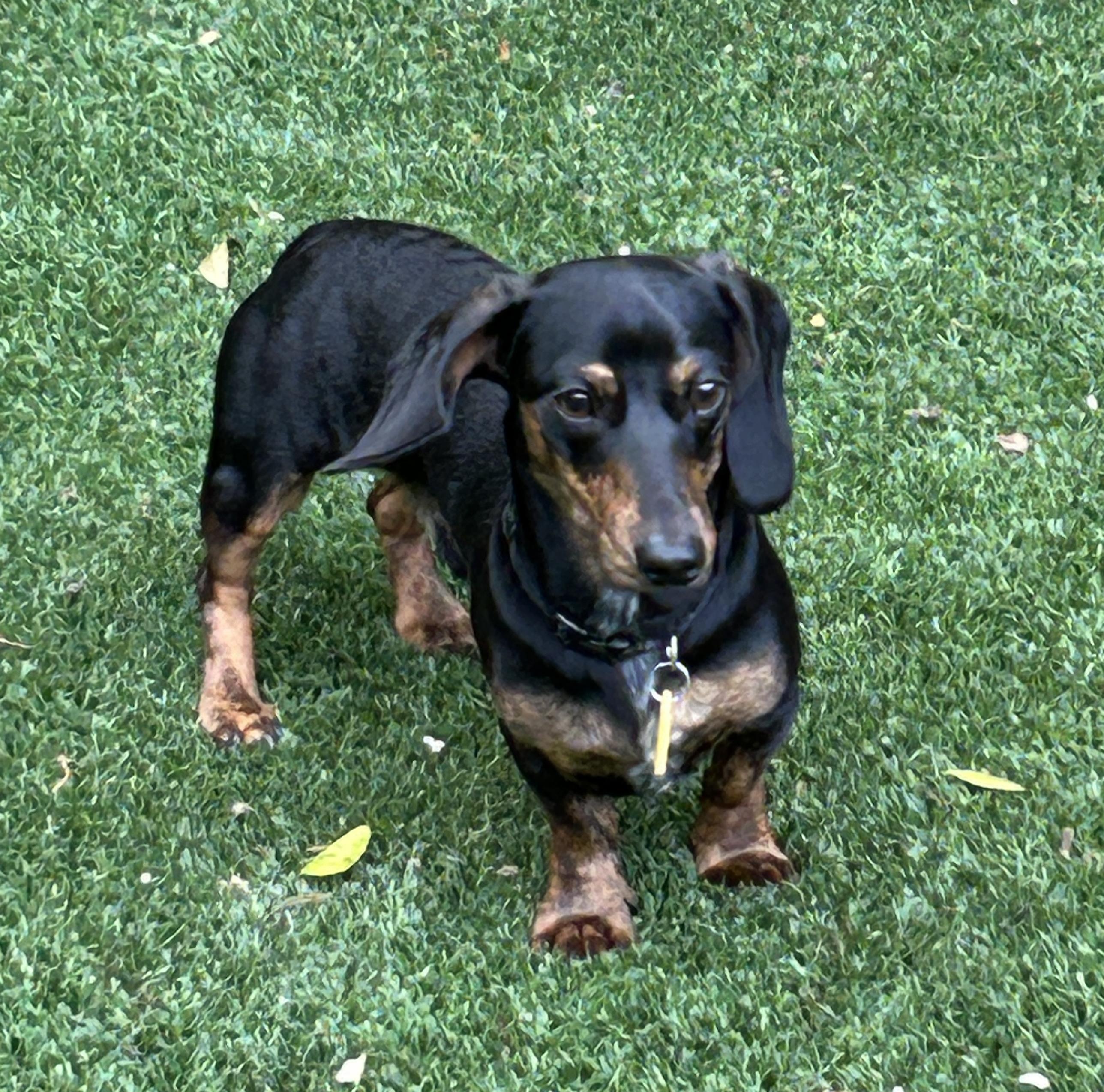 Lincoln, an adoptable Dachshund in Sarasota, FL image 3/5