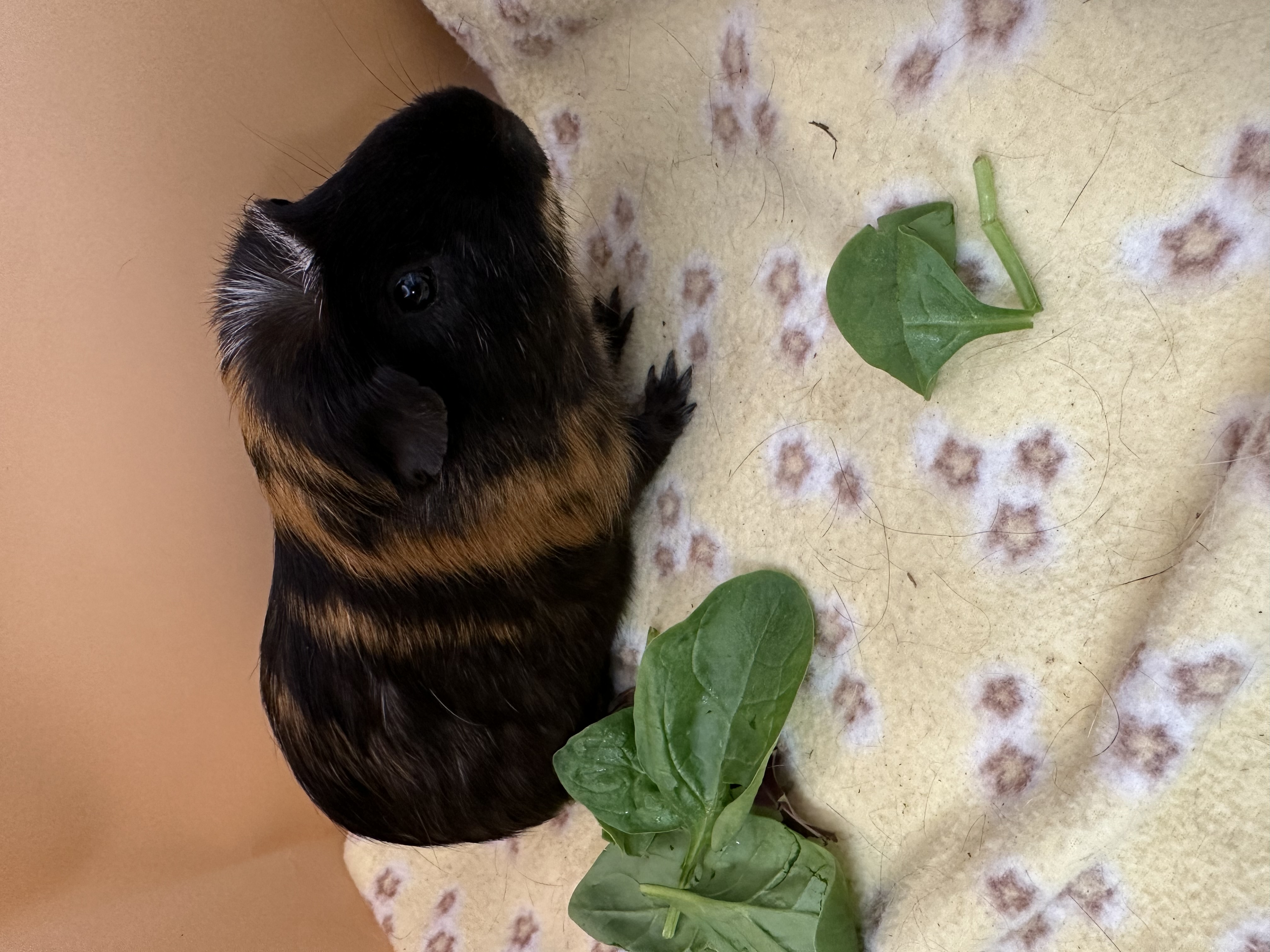 Henri, a Adoptable Guinea Pig in Eagle River, AK image 1/2
