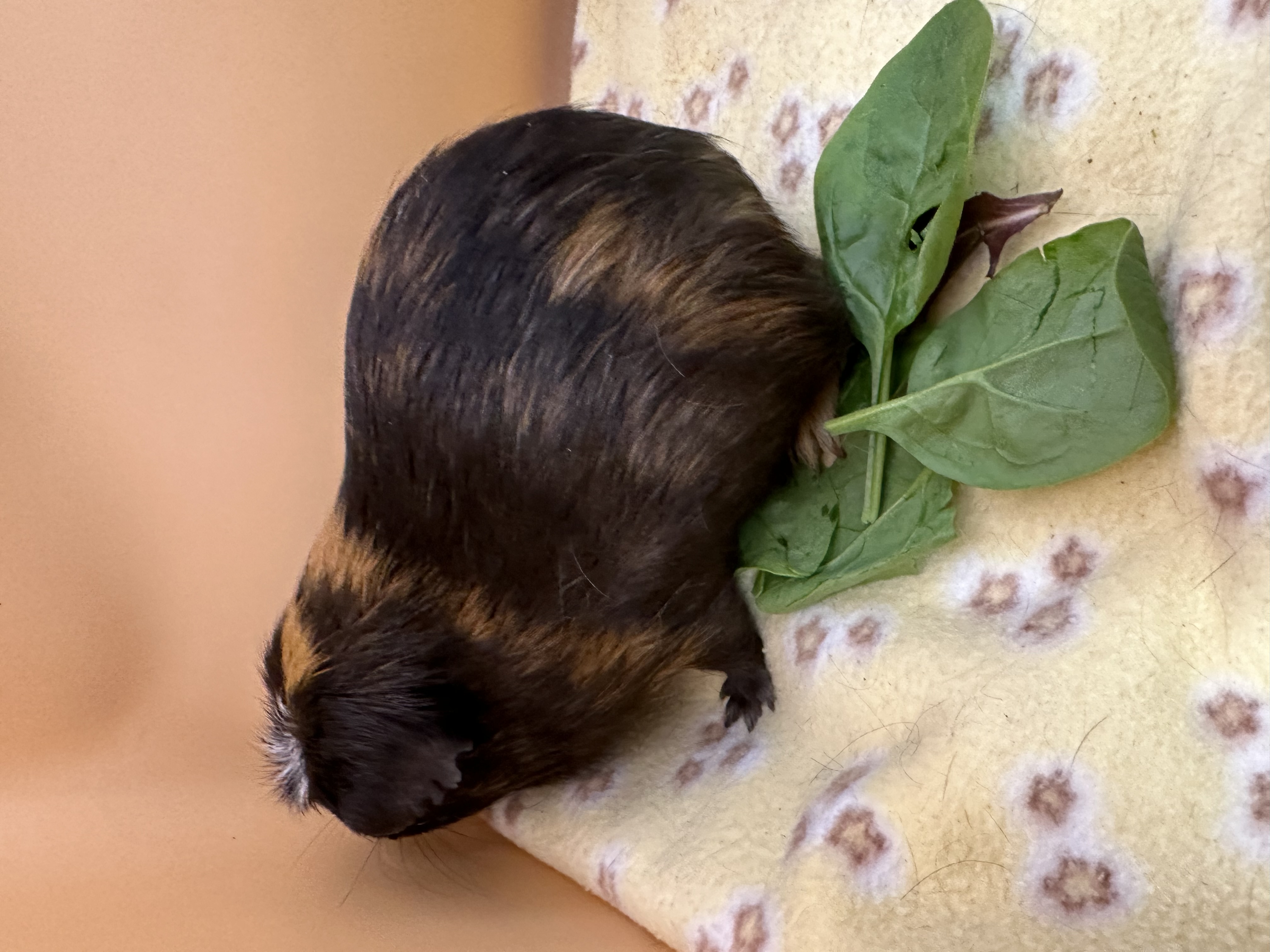 Henri, a Adoptable Guinea Pig in Eagle River, AK image 2/2