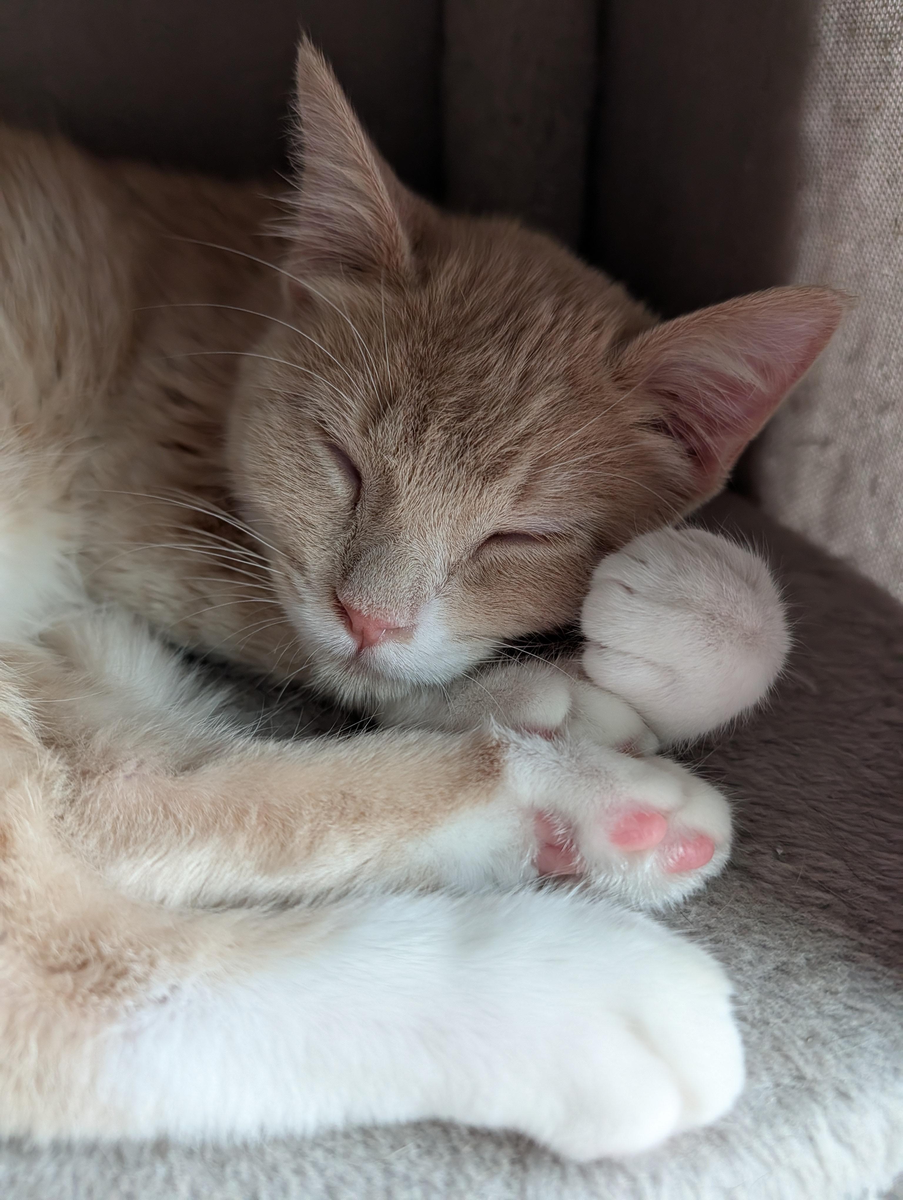 Flick, Adoptable, Kitten Male Domestic Short Hair & Tiger.