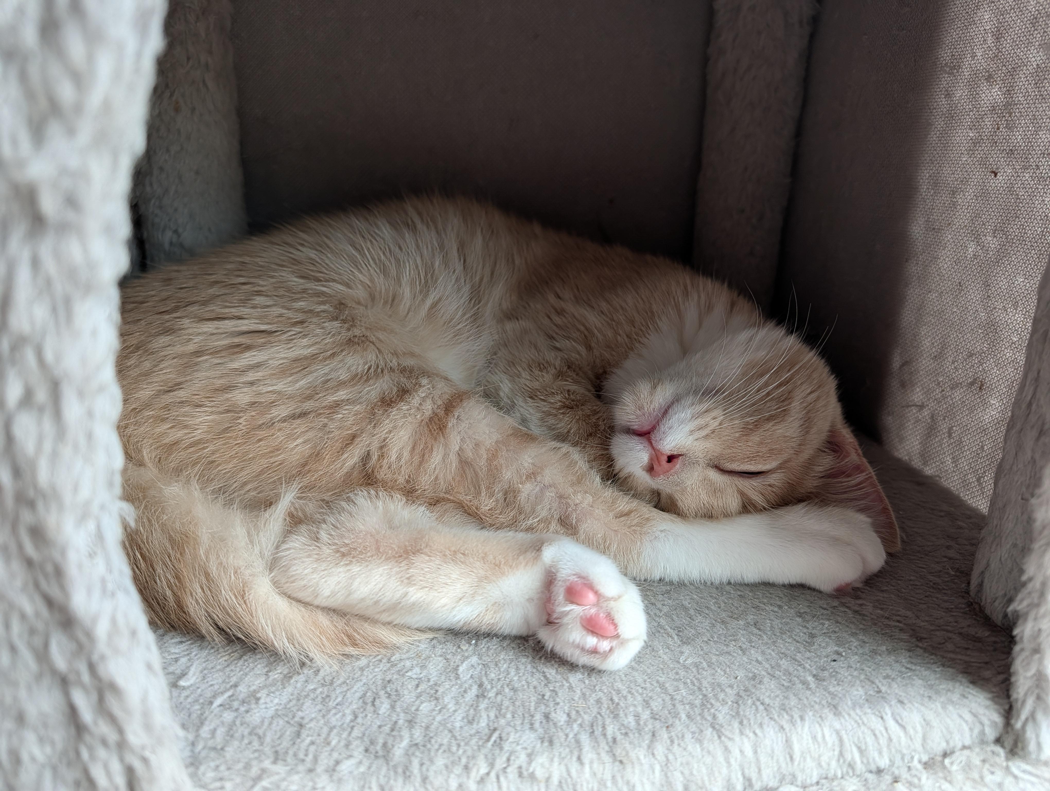 Flick, a Adoptable mixed breed in Onalaska, WI image 4/5