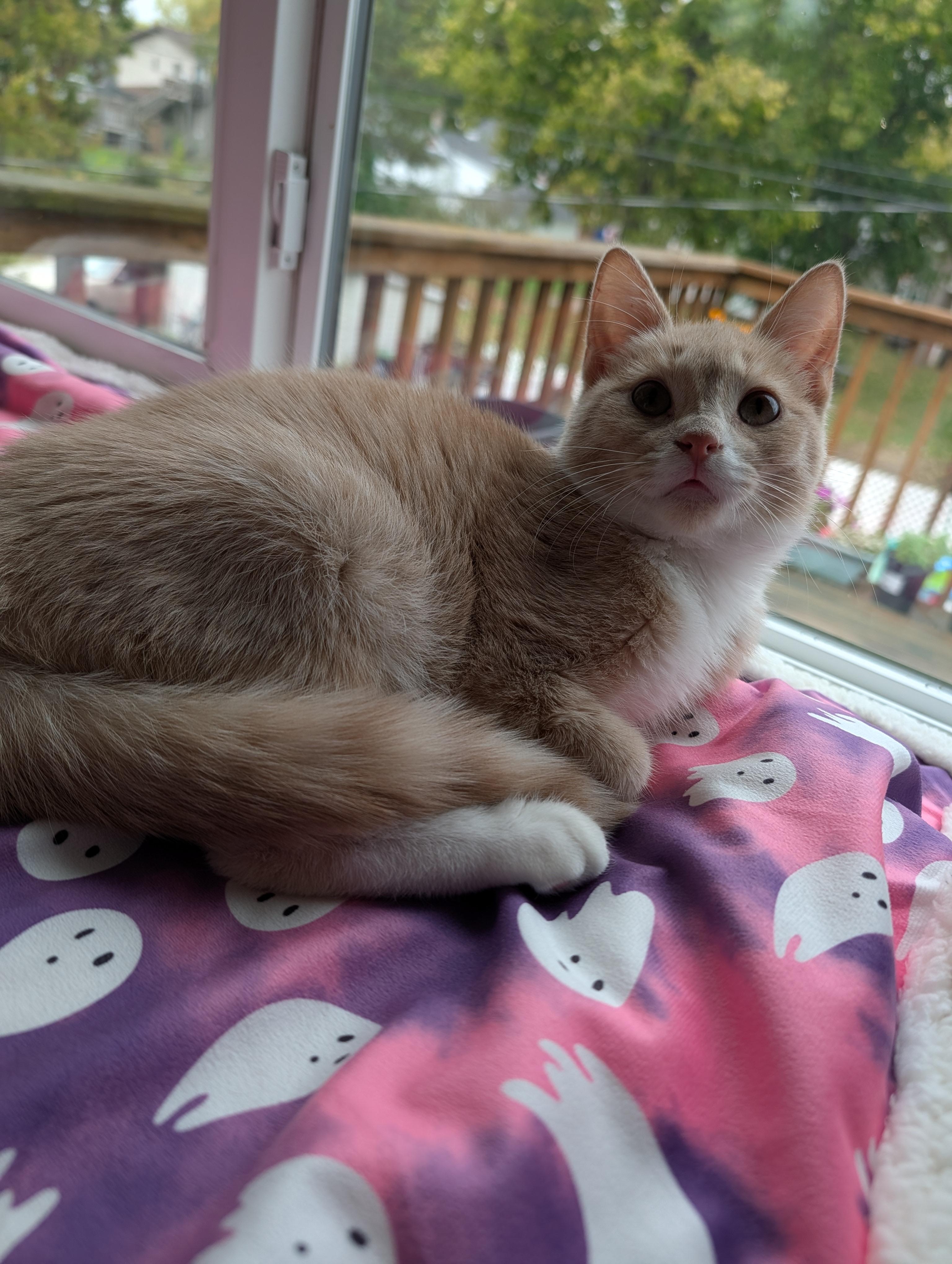 Flick, a Adoptable mixed breed in Onalaska, WI image 3/5