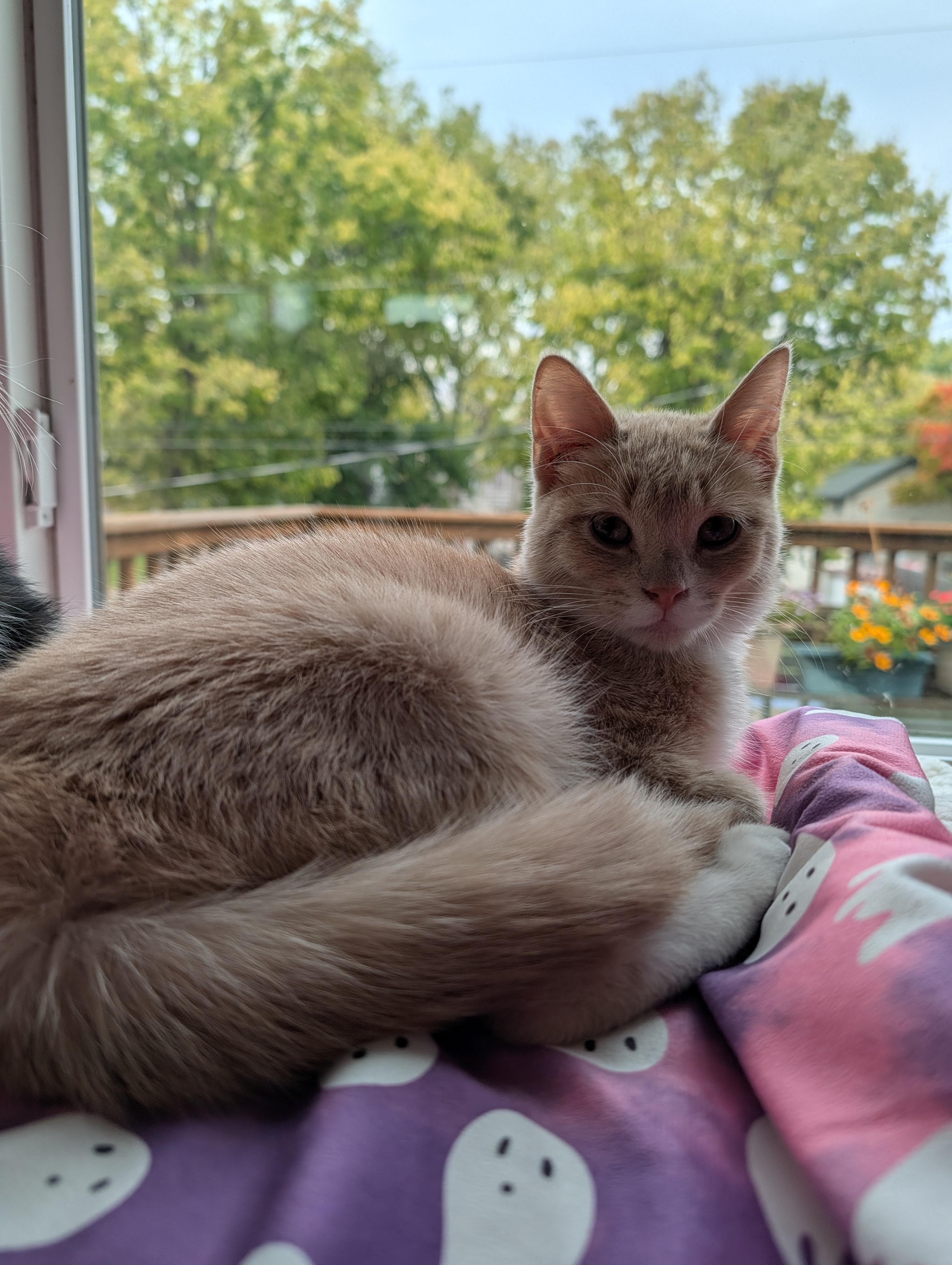 Flick, a Adoptable mixed breed in Onalaska, WI image 2/5