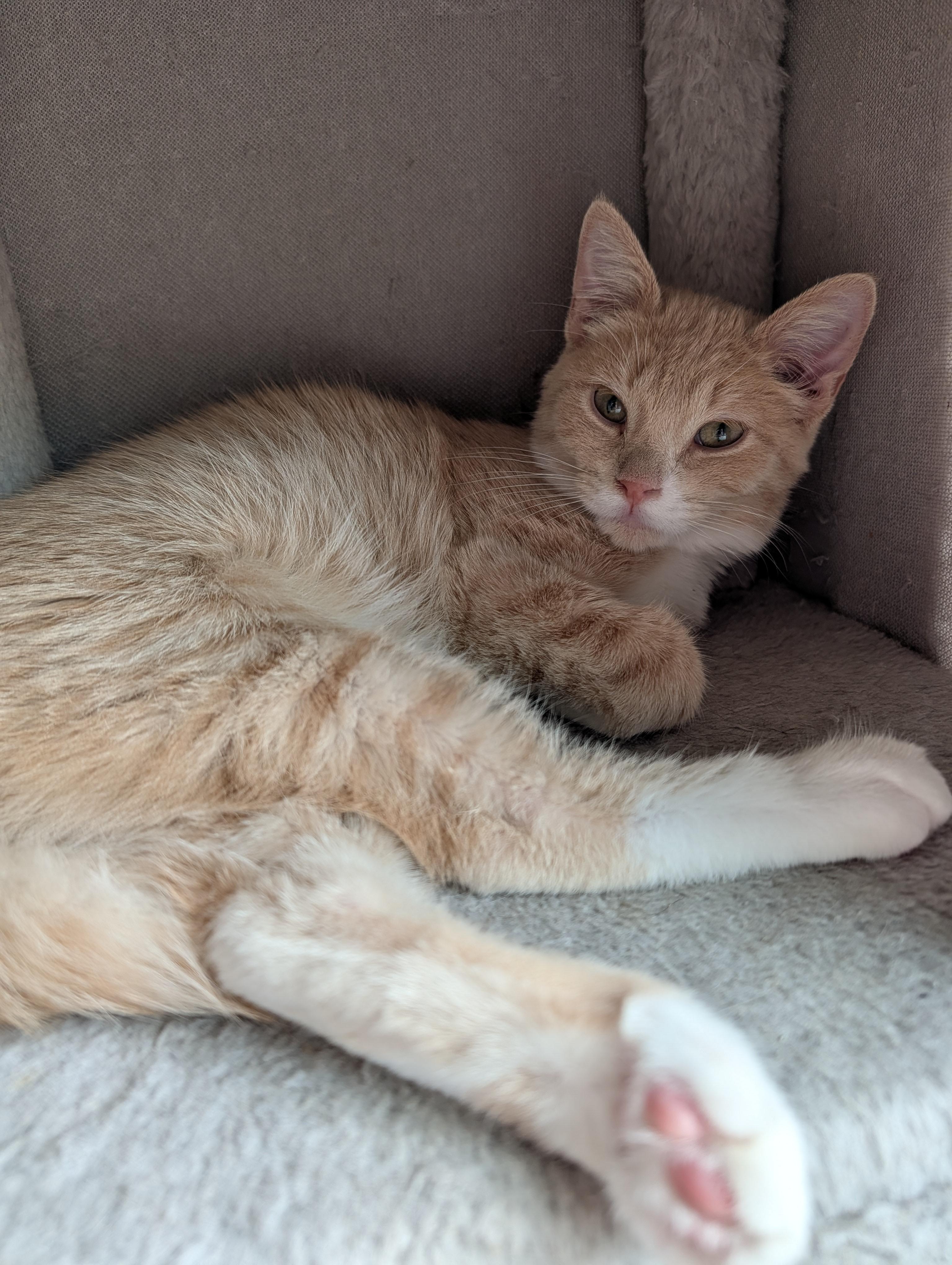 Flick, a Adoptable mixed breed in Onalaska, WI image 5/5