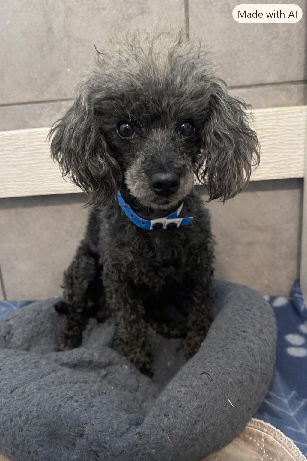 Enlarge Frodo Jul 26, a Adoptable Poodle in Pacolet, SC image 2/3
