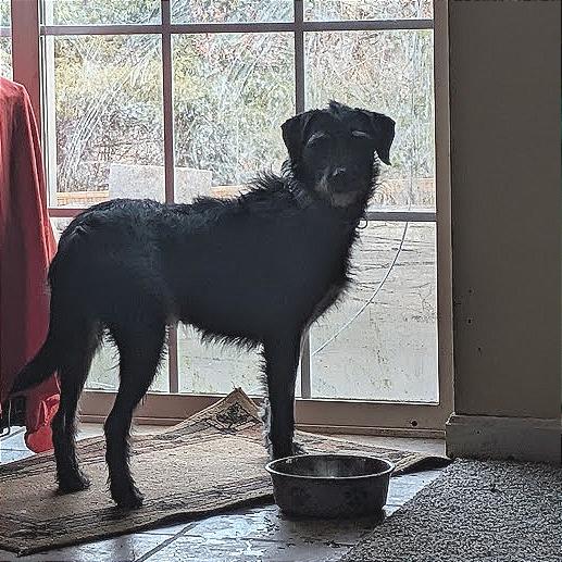Macaroni - Fee Sponsored, Adoptable, Adult Female Wirehaired Terrier & Mixed Breed.