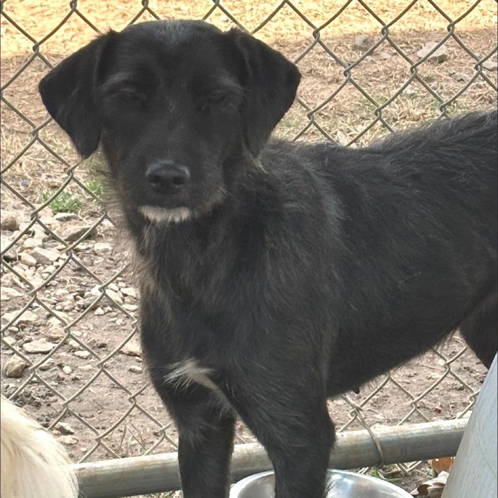 Enlarge Macaroni - Fee Sponsored, a Adoptable mixed breed in Frederick, MD image 4/5