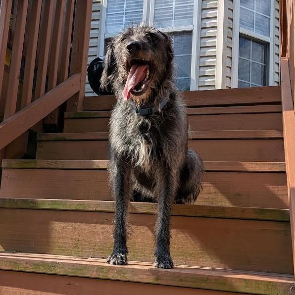 Enlarge Macaroni - Fee Sponsored, a Adoptable mixed breed in Frederick, MD image 2/5