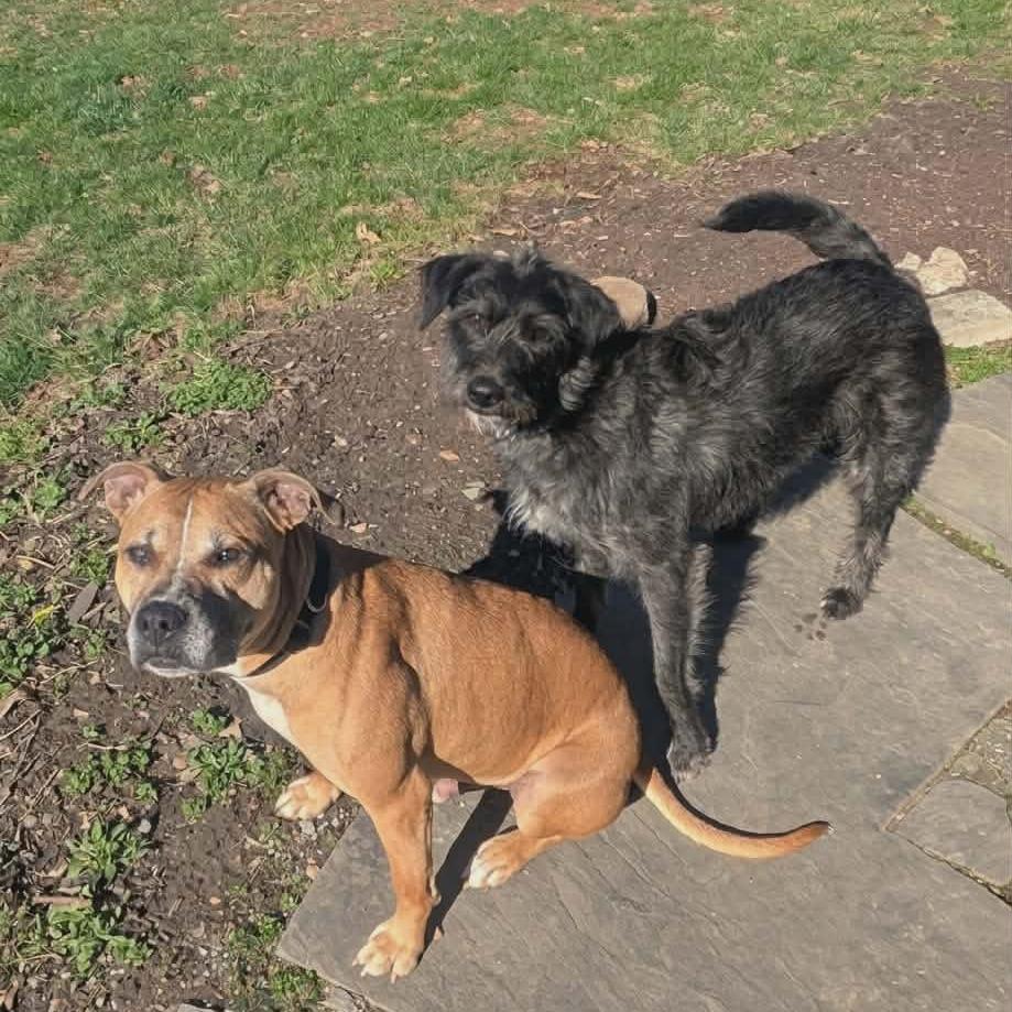 Enlarge Macaroni - Fee Sponsored, a Adoptable mixed breed in Frederick, MD image 5/5