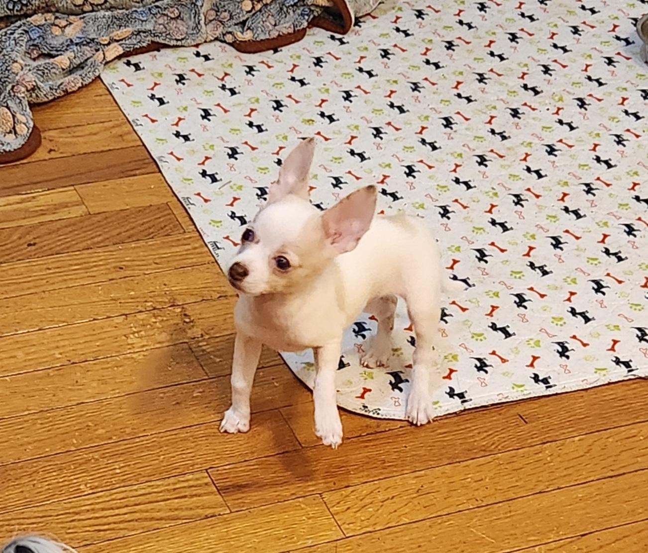 Hope, Adoptable, Puppy Female Chihuahua.