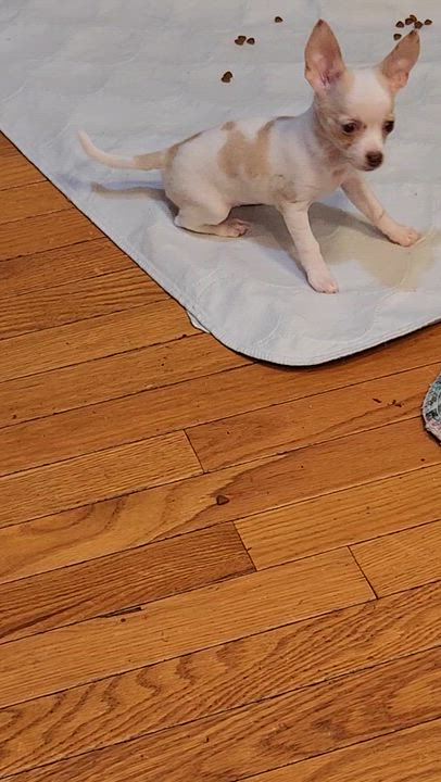 Enlarge Hope, a Adoptable Chihuahua in North Augusta, SC video 1/2