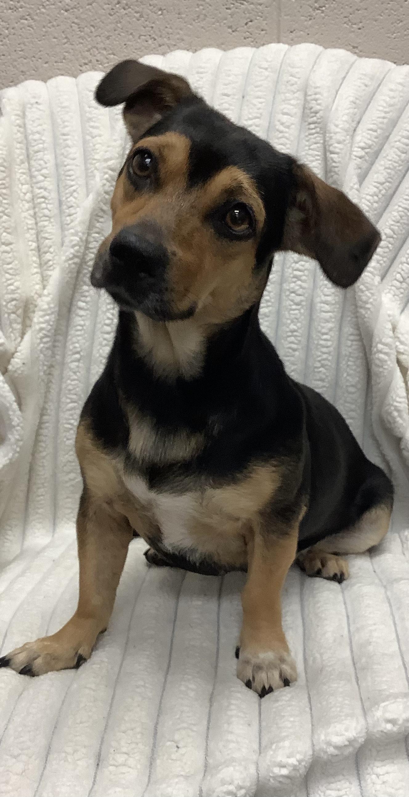 Cleo, Adopted, Adult Female Terrier.