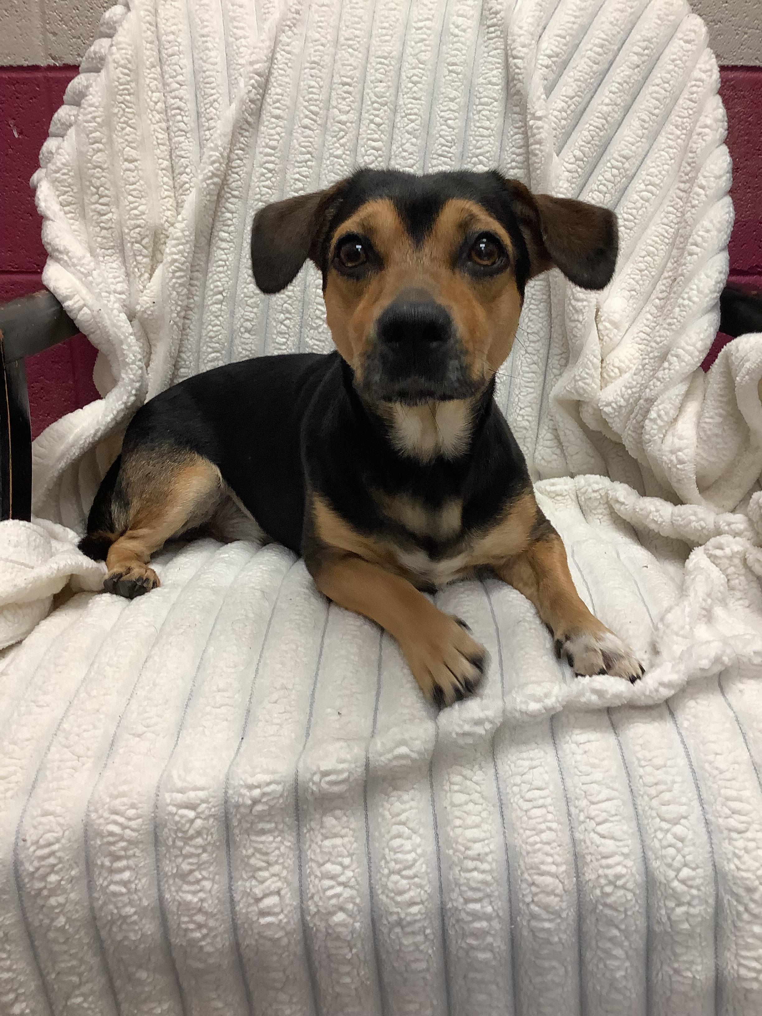 Cleo, a Adopted mixed breed in Scottsboro, AL image 2/2