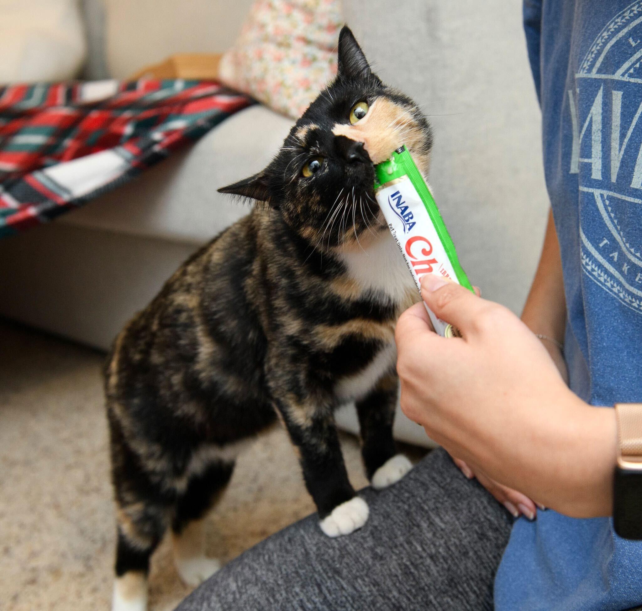 Skylar Diggins, Adoptable, Adult Female Domestic Short Hair.