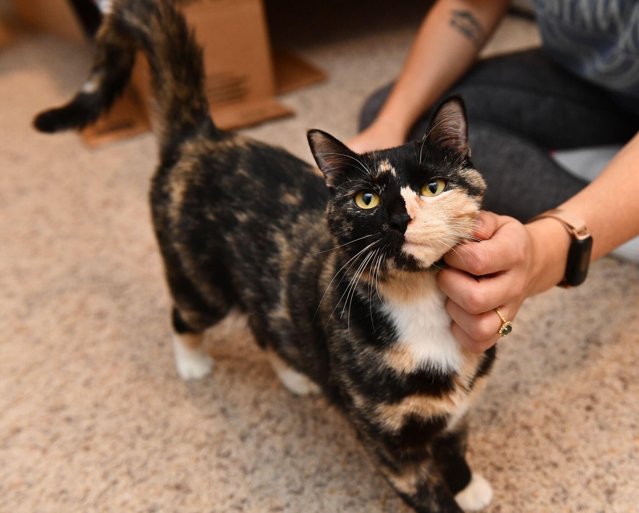 Skylar Diggins, a Adoptable Domestic Short Hair in Seattle, WA image 2/6