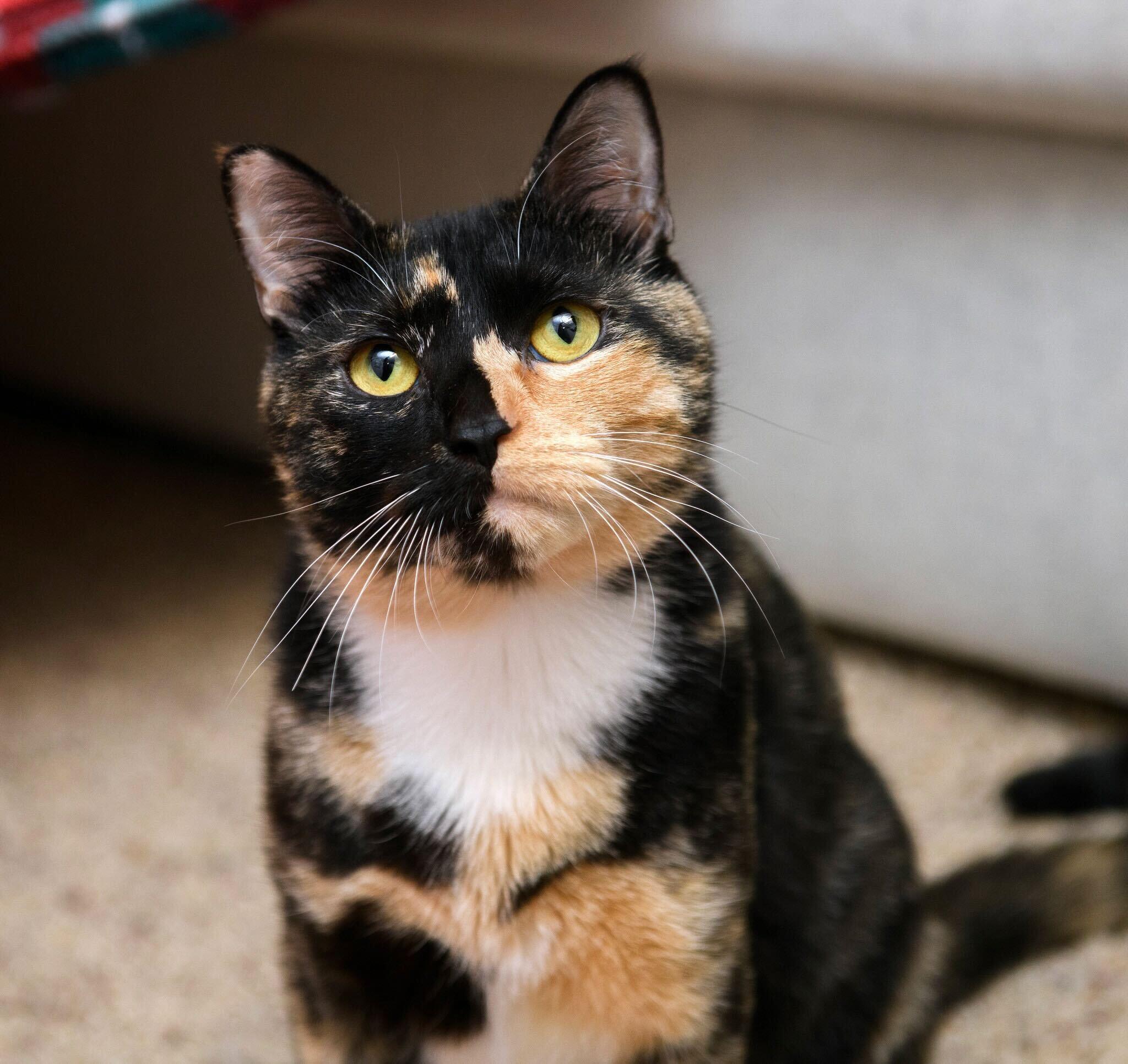 Skylar Diggins, a Adoptable Domestic Short Hair in Seattle, WA image 3/6