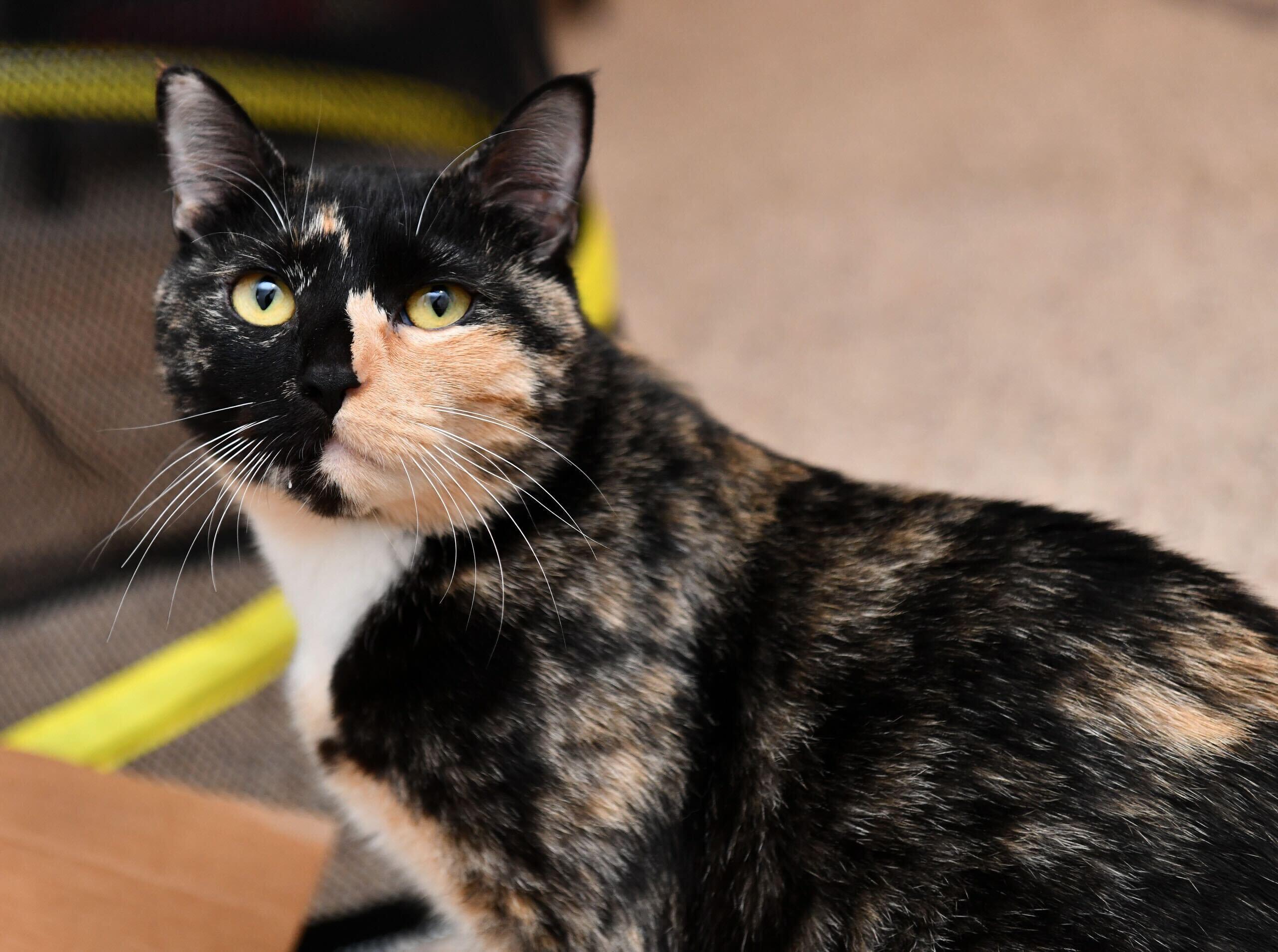 Skylar Diggins, a Adoptable Domestic Short Hair in Seattle, WA image 4/6