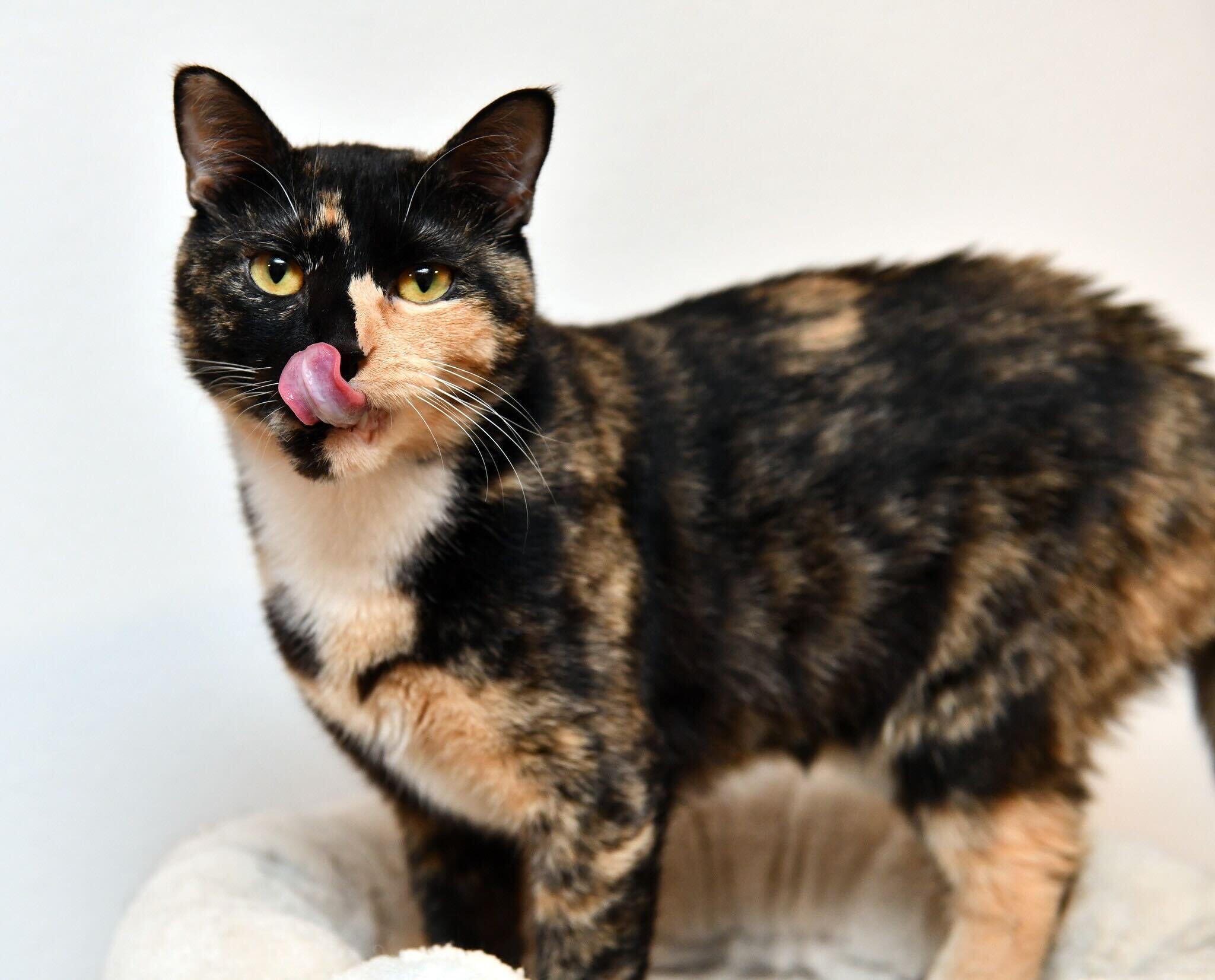Skylar Diggins, a Adoptable Domestic Short Hair in Seattle, WA image 5/6