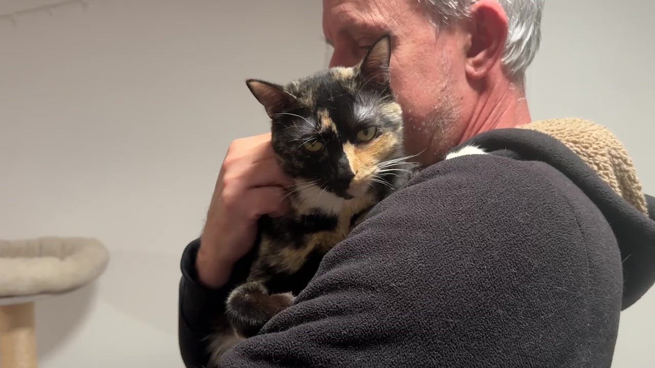 Enlarge Skylar Diggins, a Adoptable Domestic Short Hair in Seattle, WA video 6/6