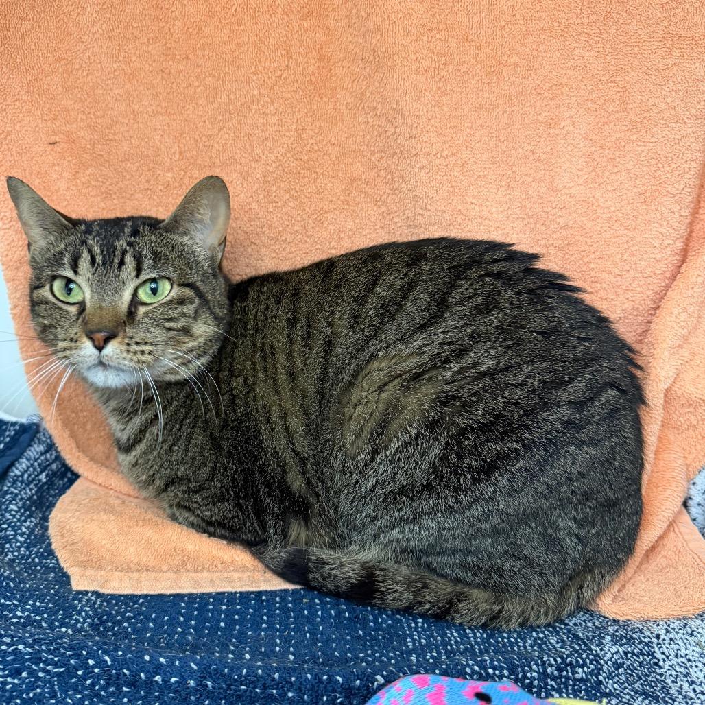 Precious, Adoptable, Adult Female Domestic Short Hair.
