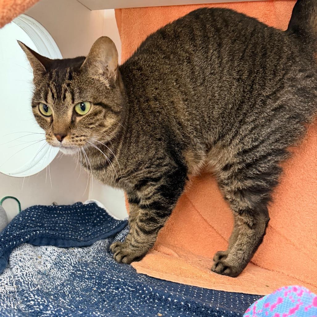 Precious, a Adoptable Domestic Short Hair in Council Bluffs, IA image 2/5