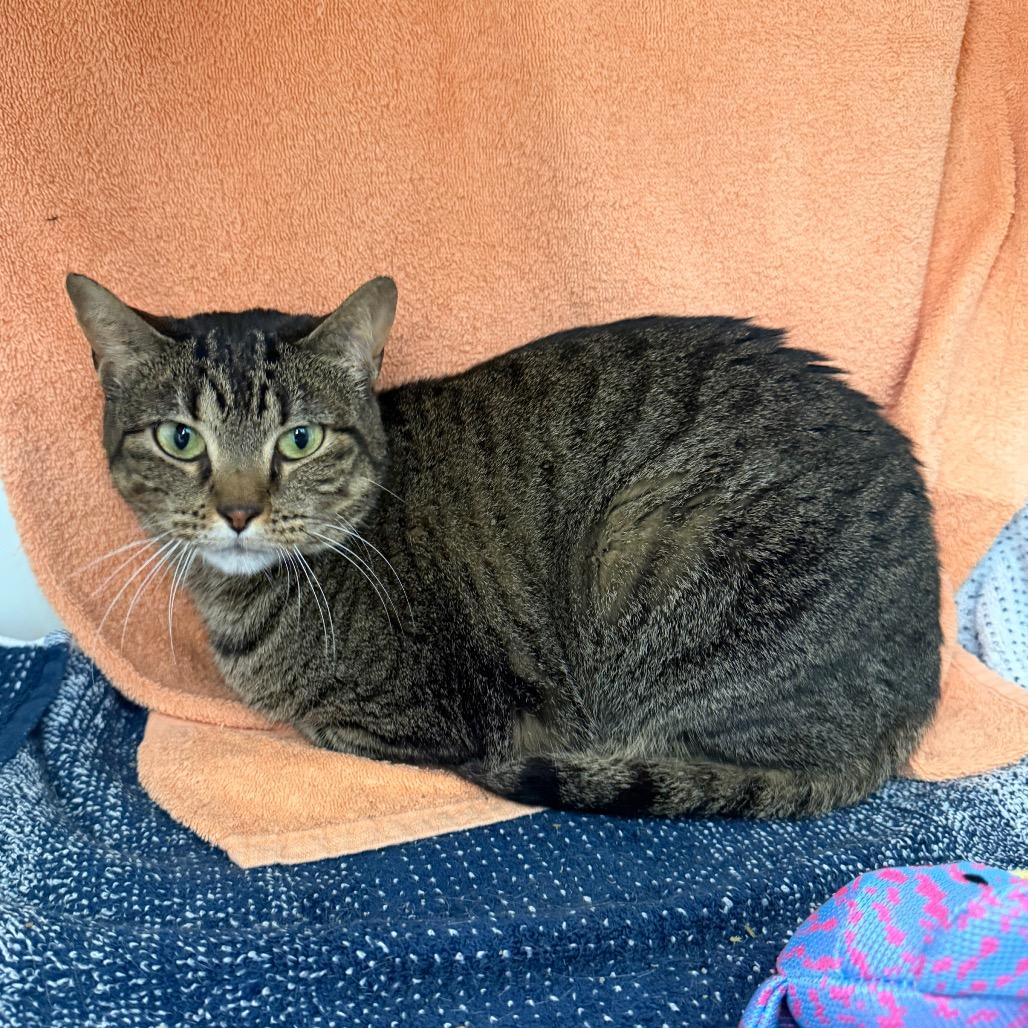 Precious, a Adoptable Domestic Short Hair in Council Bluffs, IA image 3/5