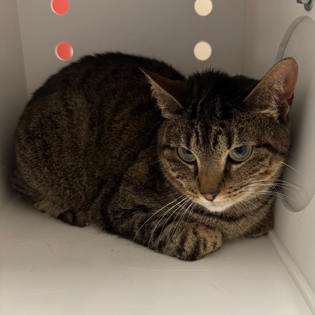 Precious, a Adoptable Domestic Short Hair in Council Bluffs, IA image 4/5