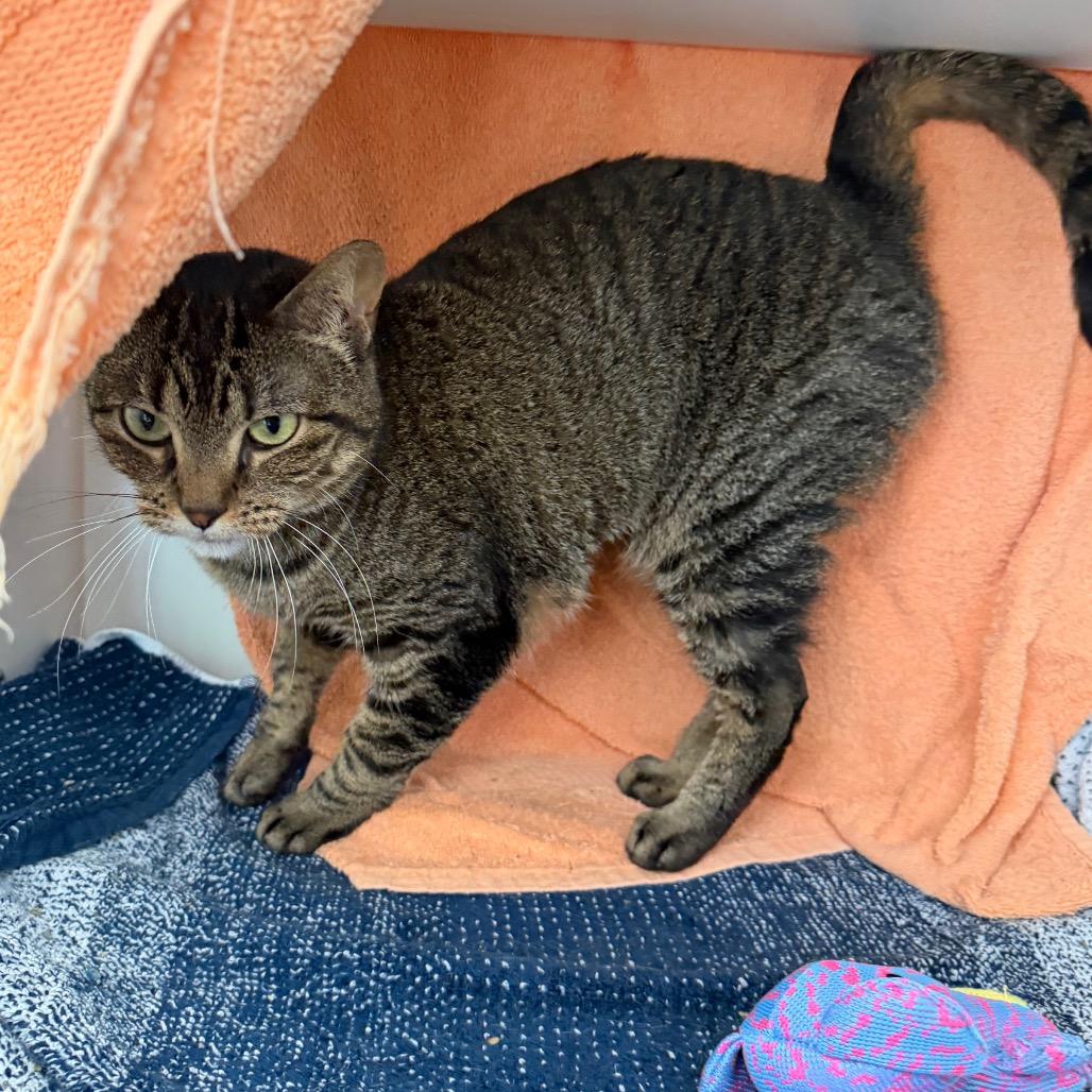 Precious, a Adoptable Domestic Short Hair in Council Bluffs, IA image 5/5