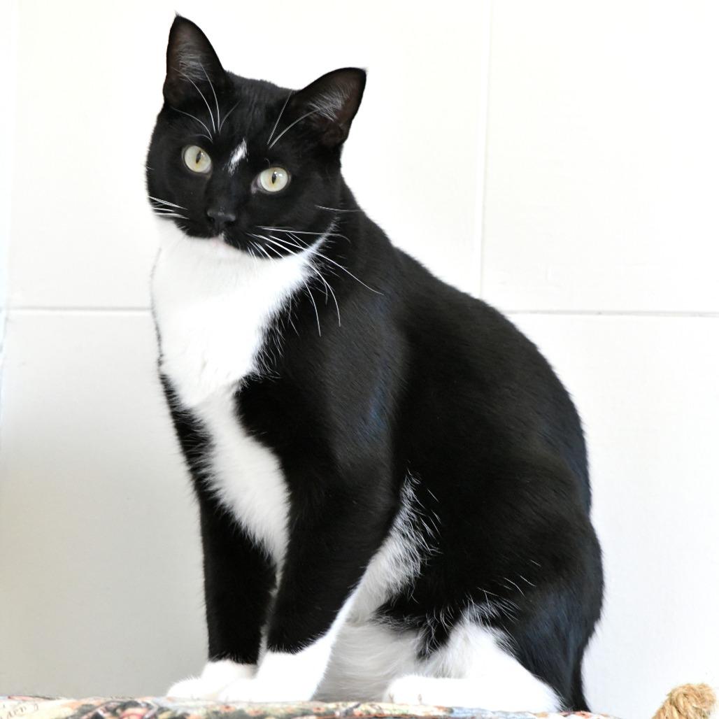 Enlarge Marble, a Adoptable Domestic Short Hair in Chilliwack, BC image 1/2
