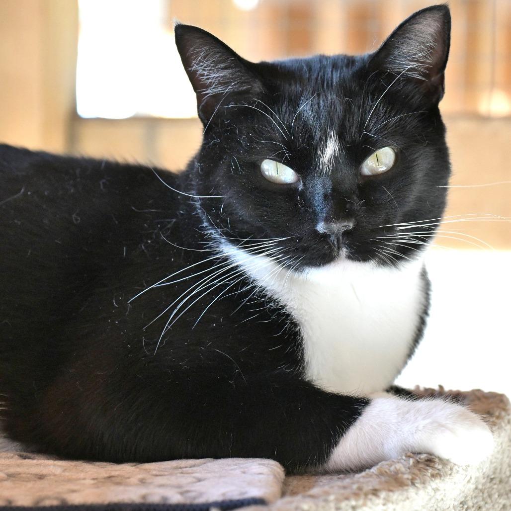 Enlarge Marble, a Adoptable Domestic Short Hair in Chilliwack, BC image 2/3