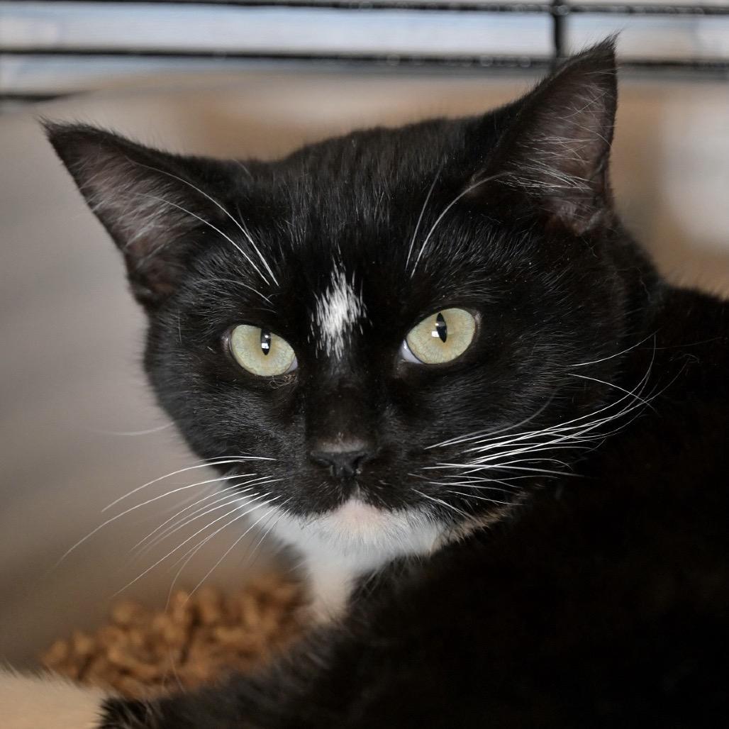 Marble, Adoptable, Young Male Domestic Short Hair.
