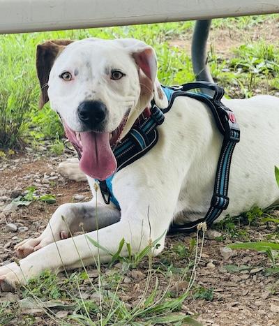 Enlarge Waldo, an adopted mixed breed in Palmyra, VA image 3/6