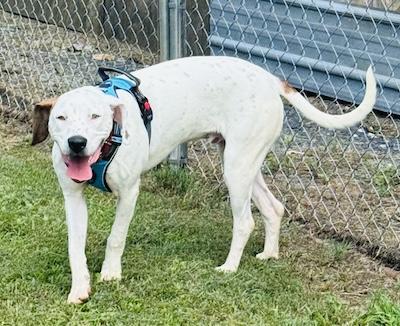 Enlarge Waldo, an adopted mixed breed in Palmyra, VA image 4/6