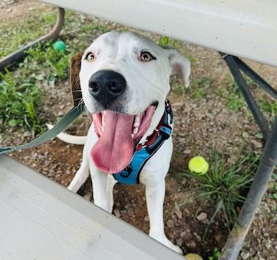 Enlarge Waldo, an adopted mixed breed in Palmyra, VA image 5/6