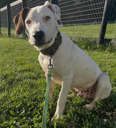 Enlarge Waldo, an adopted mixed breed in Palmyra, VA image 2/6