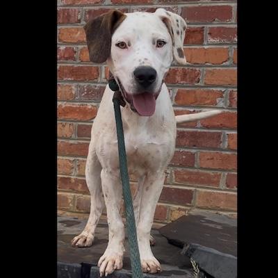 Enlarge Waldo, an adopted mixed breed in Palmyra, VA image 1/6