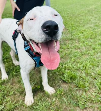 Enlarge Waldo, an adopted mixed breed in Palmyra, VA image 6/6