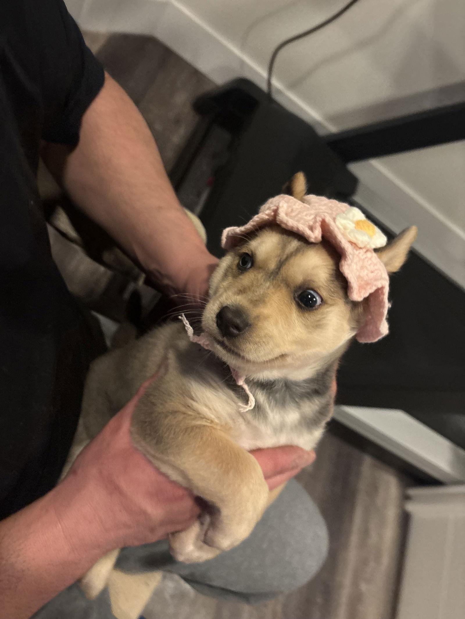 Darla, Adopted, Puppy Female Labrador Retriever & Hound.