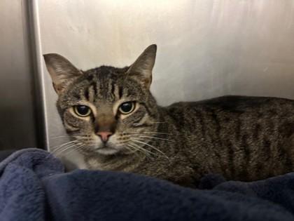 Solo, Adoptable, Young Male Domestic Short Hair & Domestic Short Hair.