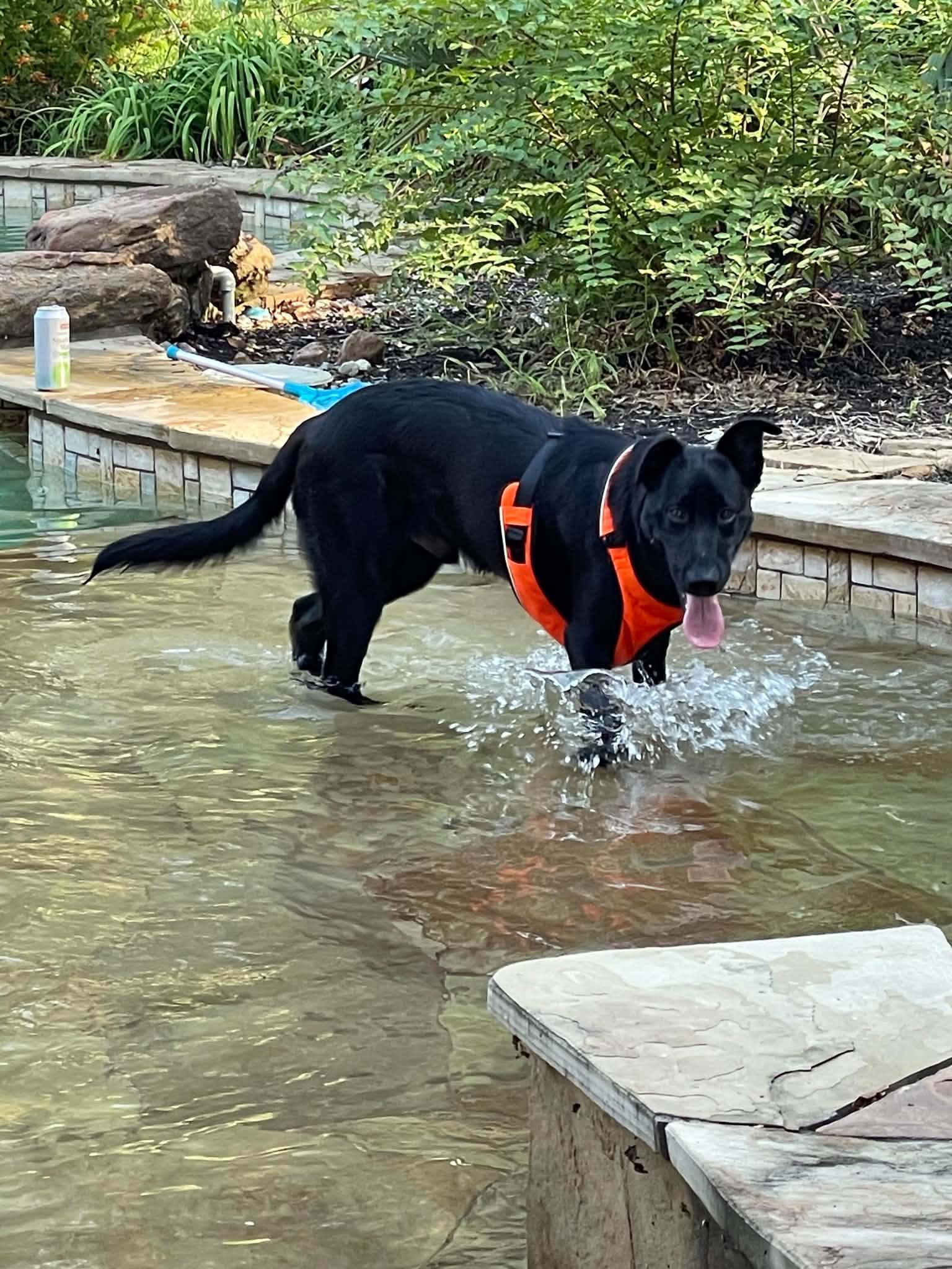 Enlarge Kobe, a Adoptable mixed breed in Houston, TX image 5/6