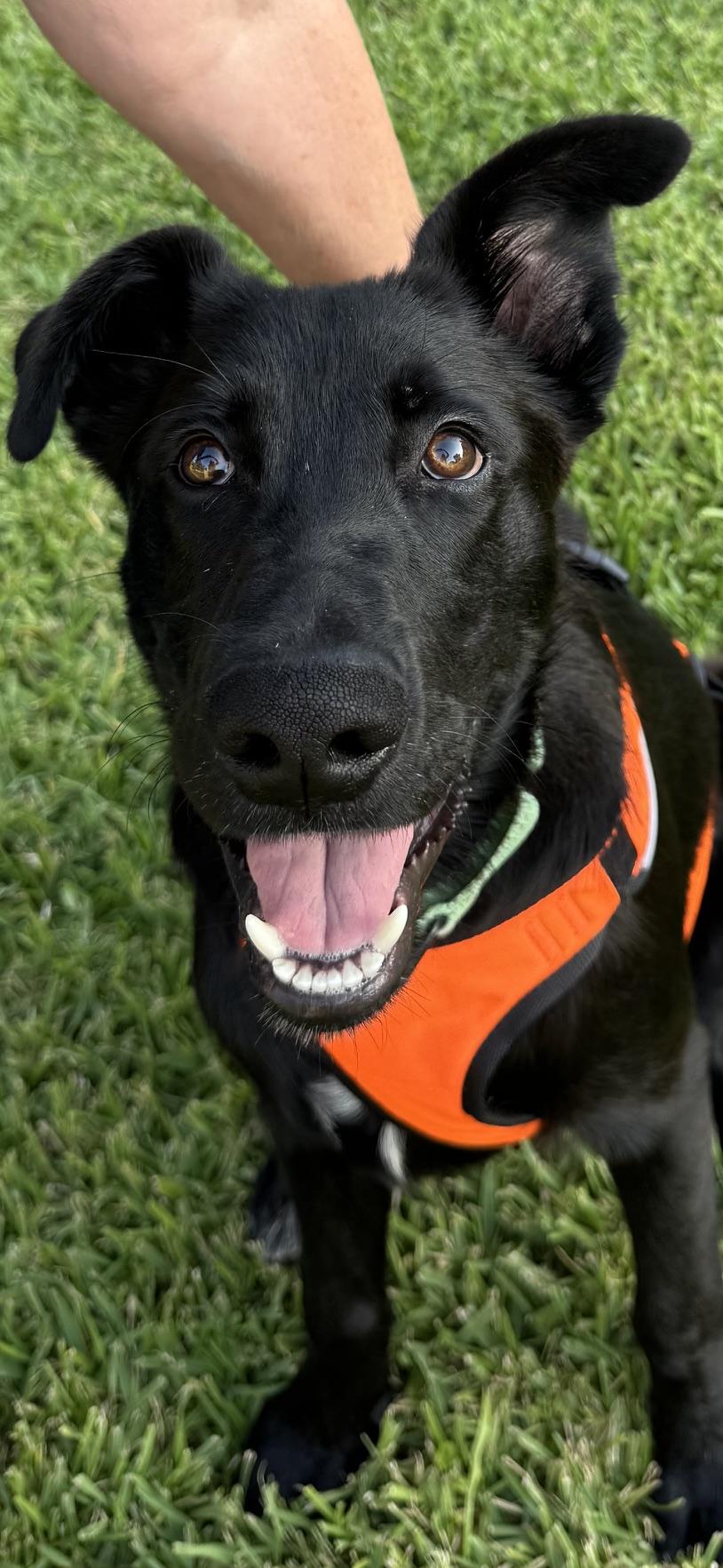 Enlarge Kobe, a Adoptable mixed breed in Houston, TX image 3/6