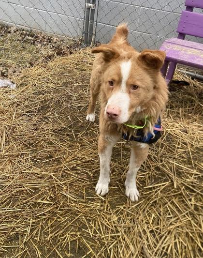 Bindi, Adoptable, Young Female Australian Shepherd & Mixed Breed.