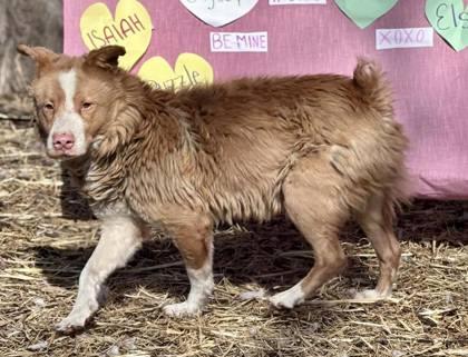 Bindi, a Adoptable mixed breed in Hobart, IN image 2/3